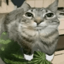 WaterMelon_Cat static emote