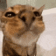 cat_waterstream emote for Discord