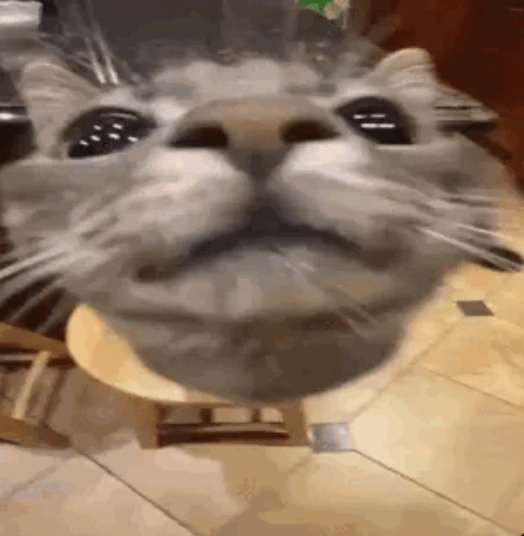 happycat emote for Discord