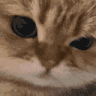 rar emote for Discord