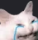 Alanscot emote for Discord