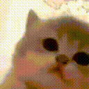 kitty_jamming emote for Discord