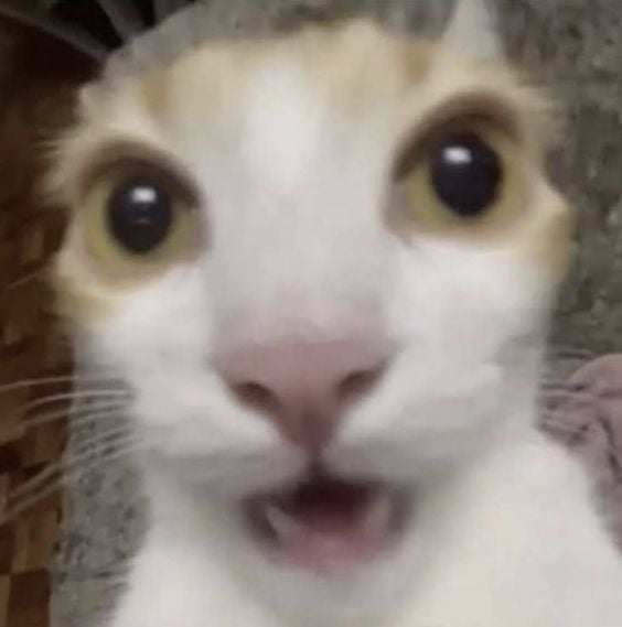 shockedcat emote for Discord