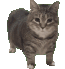 oiiacat emote for Discord