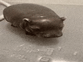Silly_Hippo emote for Discord