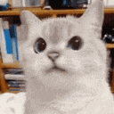 cat_nope emote for Discord