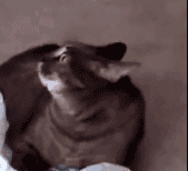 CatAlert emote for Discord