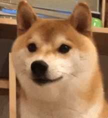 ShibaTeeth emote for Discord