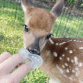 Deer_Paci emote for Discord