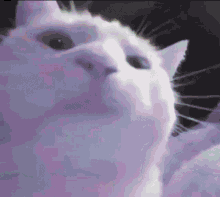 rainbow_cat_vibin emote for Discord