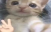 qq emote for Discord