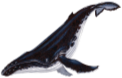 baleine_bosse emote for Discord