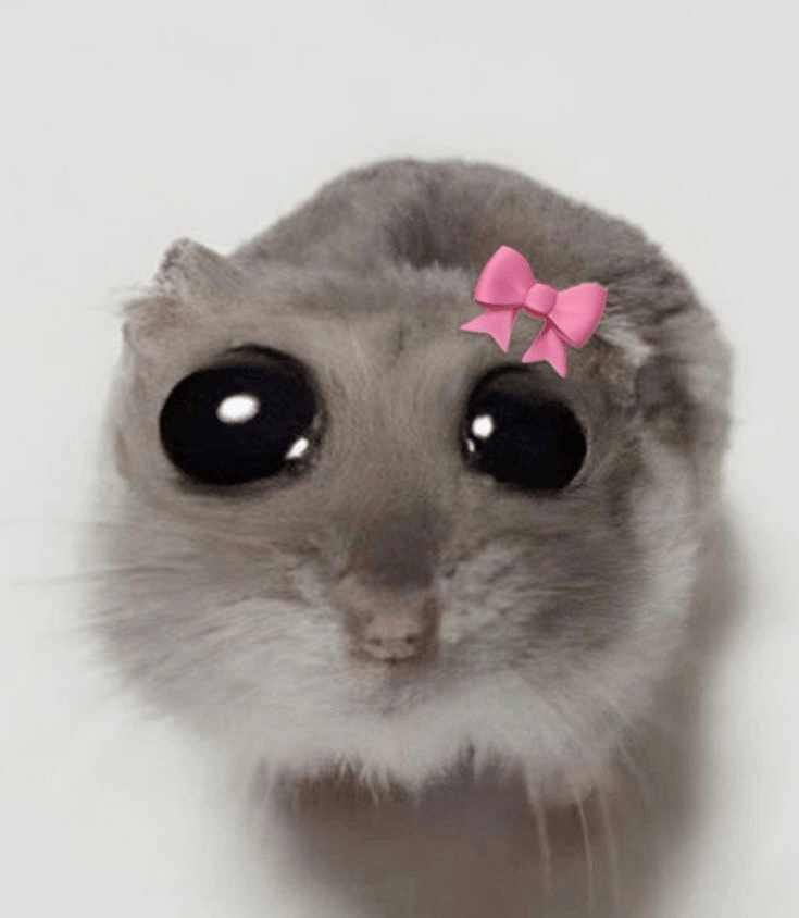 Hamcute emote for Discord