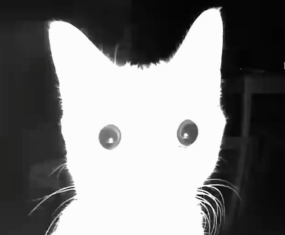 Cat_stare emote for Discord