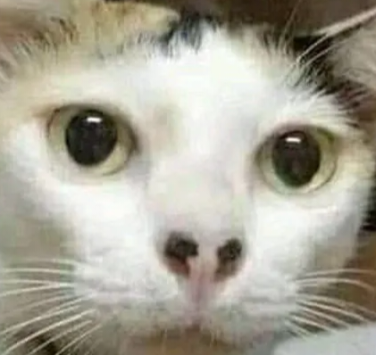 Huhcat emote for Discord