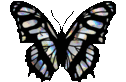 Butterfly emote for Discord