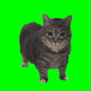 oiia emote for Discord