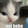 nothehecatto emote for Discord