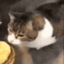Chez_burger emote for Discord