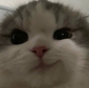 catsmirk emote for Discord