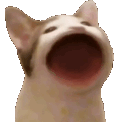catlul emote for Discord