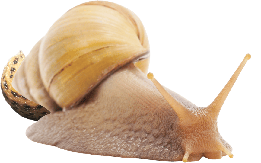 Slug emote for Discord