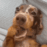 PawOops emote for Discord