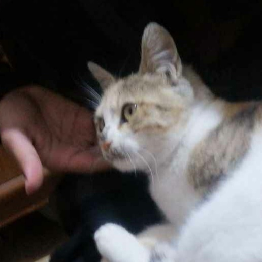 Moon_cat emote for Discord