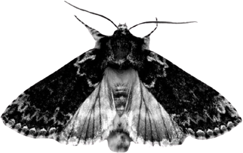 goth_moth emote for Discord