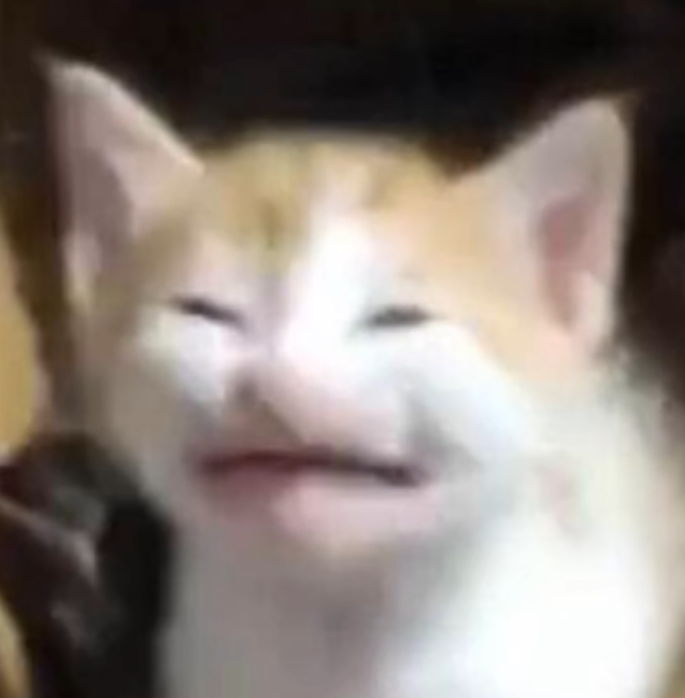 cat_writhe emote for Discord