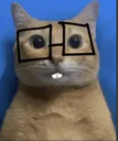 nerdcat emote for Discord