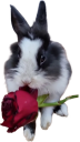 bunnyrose emote for Discord