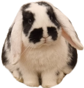 bunnysit emote for Discord