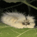 ohio_cat emote for Discord