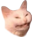 cringecat emote for Discord