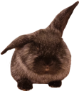 unimpressedloaf emote for Discord