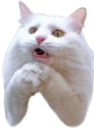 plscat emote for Discord