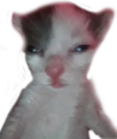 kitterhuh emote for Discord