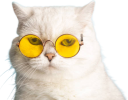 coolkat emote for Discord