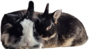 fluffle emote for Discord