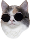 chillcat emote for Discord