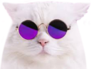 coolcat emote for Discord