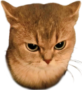 angycat emote for Discord