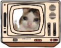 Crycat emote for Discord