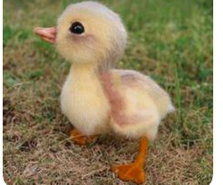 ducky emote for Discord