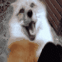 happy_fox emote for Discord