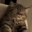 Oh_Yeah_Scritchies_Cat emote for Discord