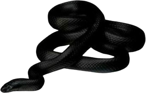 goth_snake emote for Discord