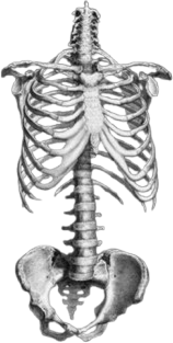 goth_skeleton emote for Discord