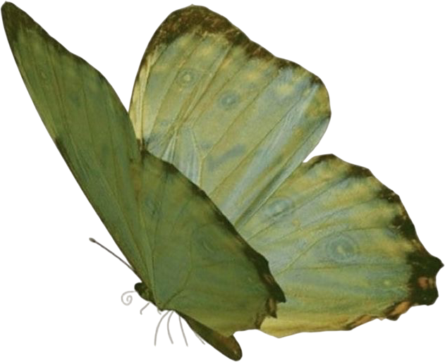 green_butterfly emote for Discord